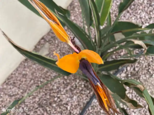 CasaSolymar en España, Costa Blanca, Moraira - villa Flores por doquier