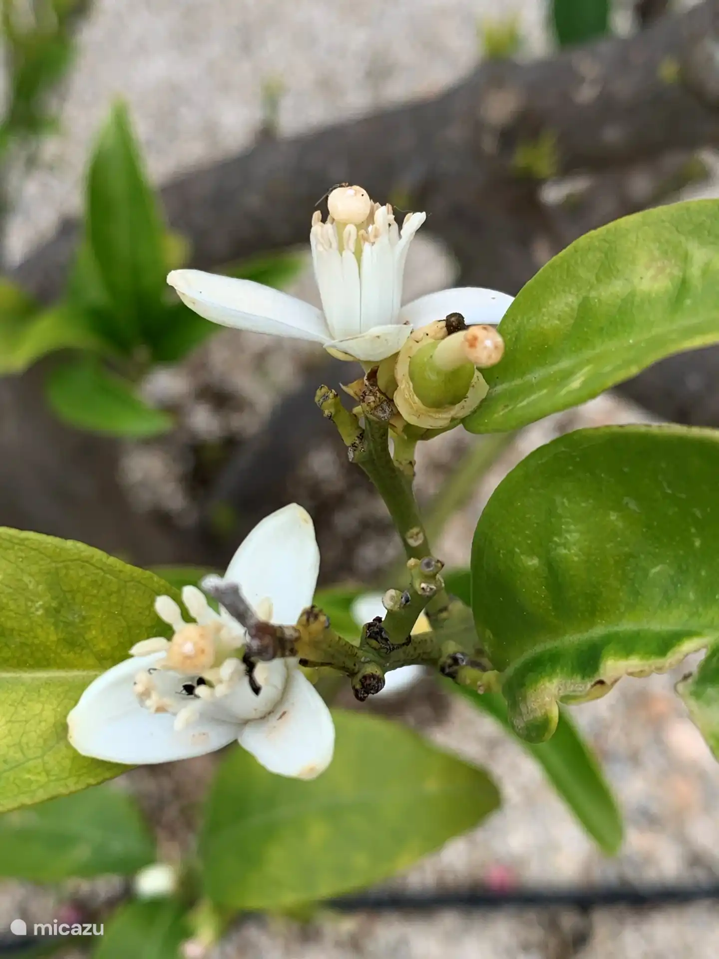 Our fruit trees : lemons, oranges and figs
