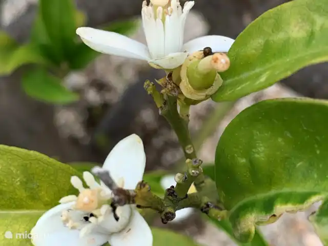 CasaSolymar en España, Costa Blanca, Moraira - villa Nuestros árboles frutales: limones, naranjas e higos