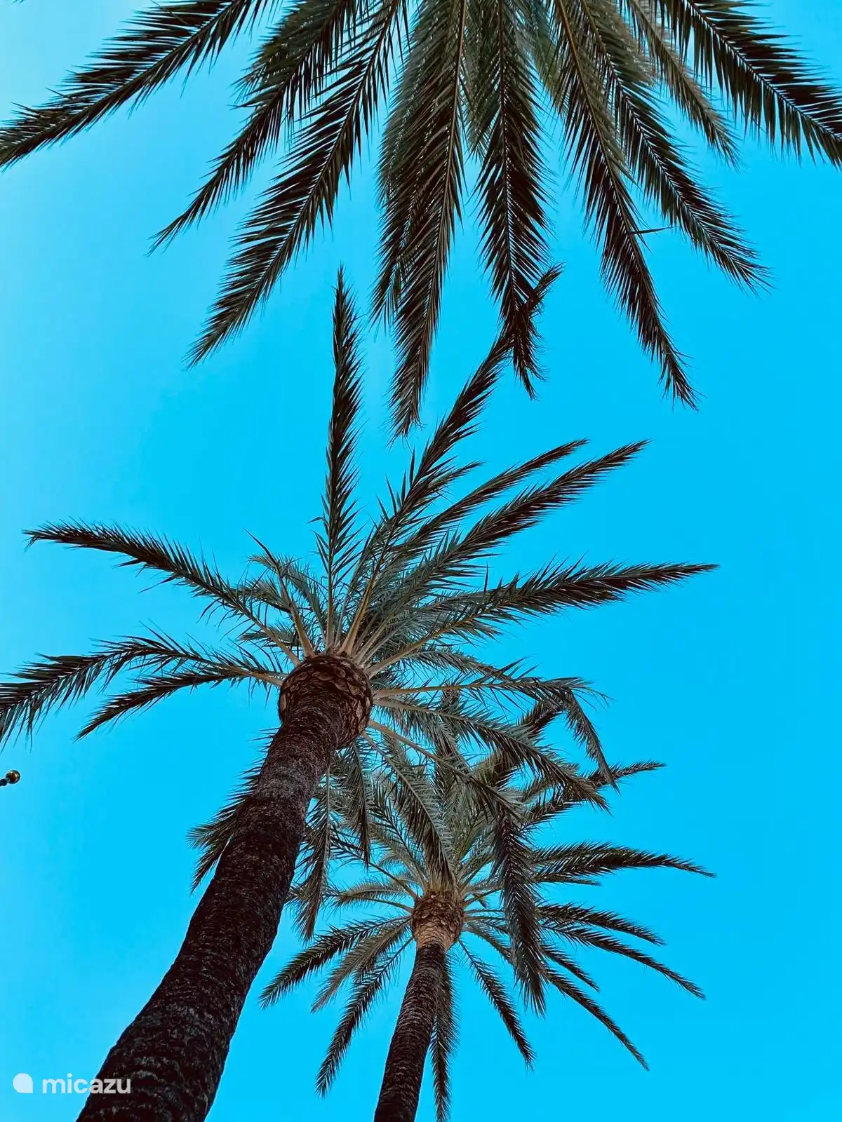 So&#241;ar en una cama de playa al otro lado de la calle de la entrada de Darya