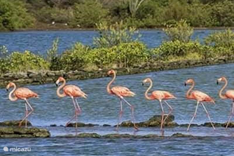 Vakantiehuis Curaçao, Curacao-Midden, Boca St. Michiel Vakantiehuis Uitzicht over flamingo habitat