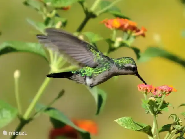 Villa Kolibrie à Julianadorp | Curaçao, Curaçao-Centre, Julianadorp - villa Villa Kolibrie sur le Grenenweg à Julianadorp