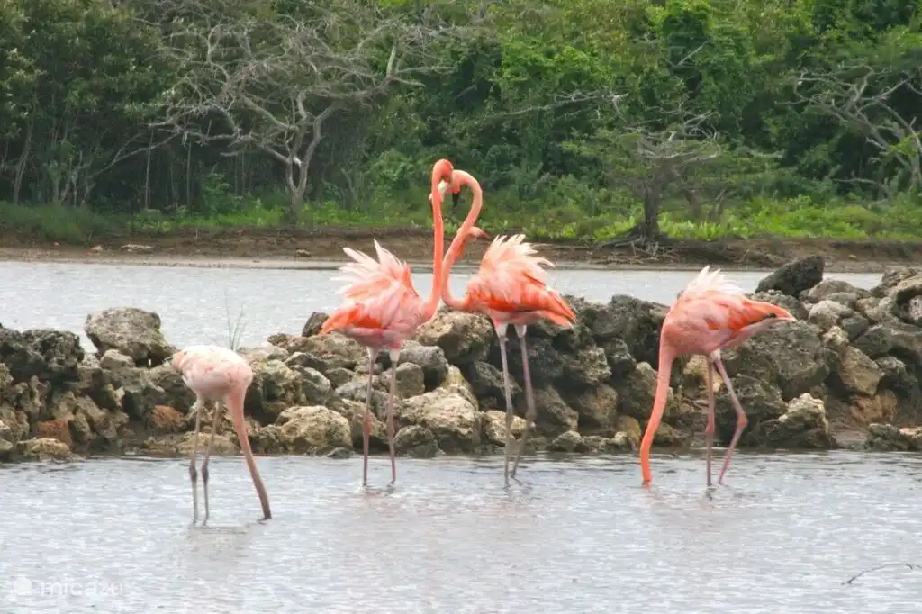 Flamants roses dans le lac salé à proximité
