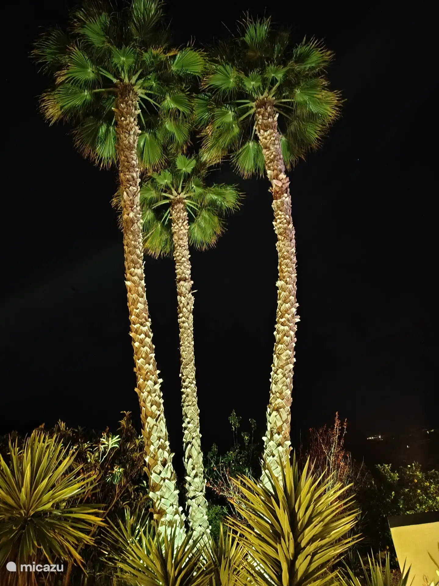 Ook de palmbomen komen in de avond tot hun recht