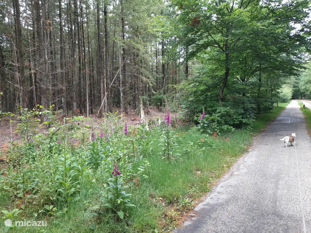 From the park you can walk or cycle straight into the forest. In Putten and the surrounding area you have several beautiful cycling and walking routes.