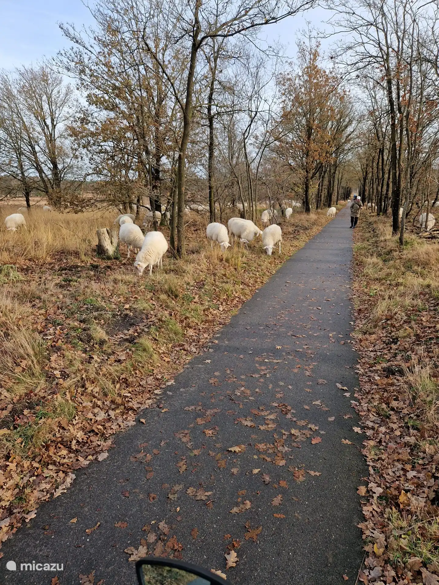 During a bike ride towards Staverden, we were surprised by a beautiful herd of sheep.