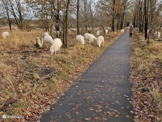 Frederiksoord 5 en Países Bajos, Güeldres, Putten - bungaló Durante un paseo en bicicleta hacia Staverden, nos sorprendió un hermoso rebaño de ovejas.
