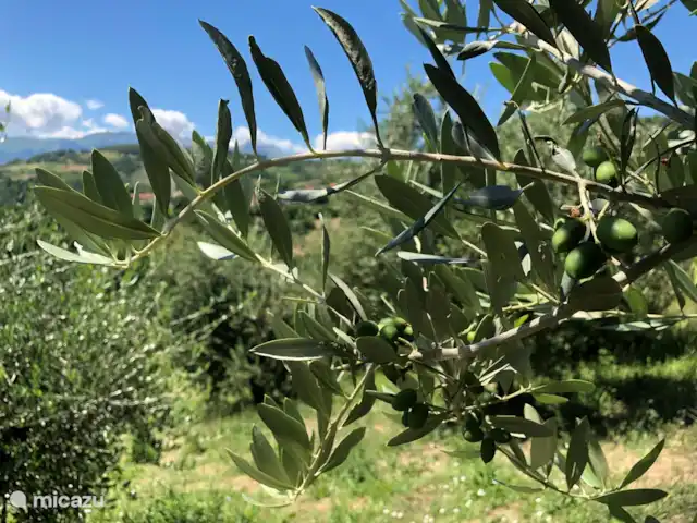 Casa delle Rose huren in Italië, Abruzzen, Cermignano - vakantiehuis De olijfbomen bij het huis