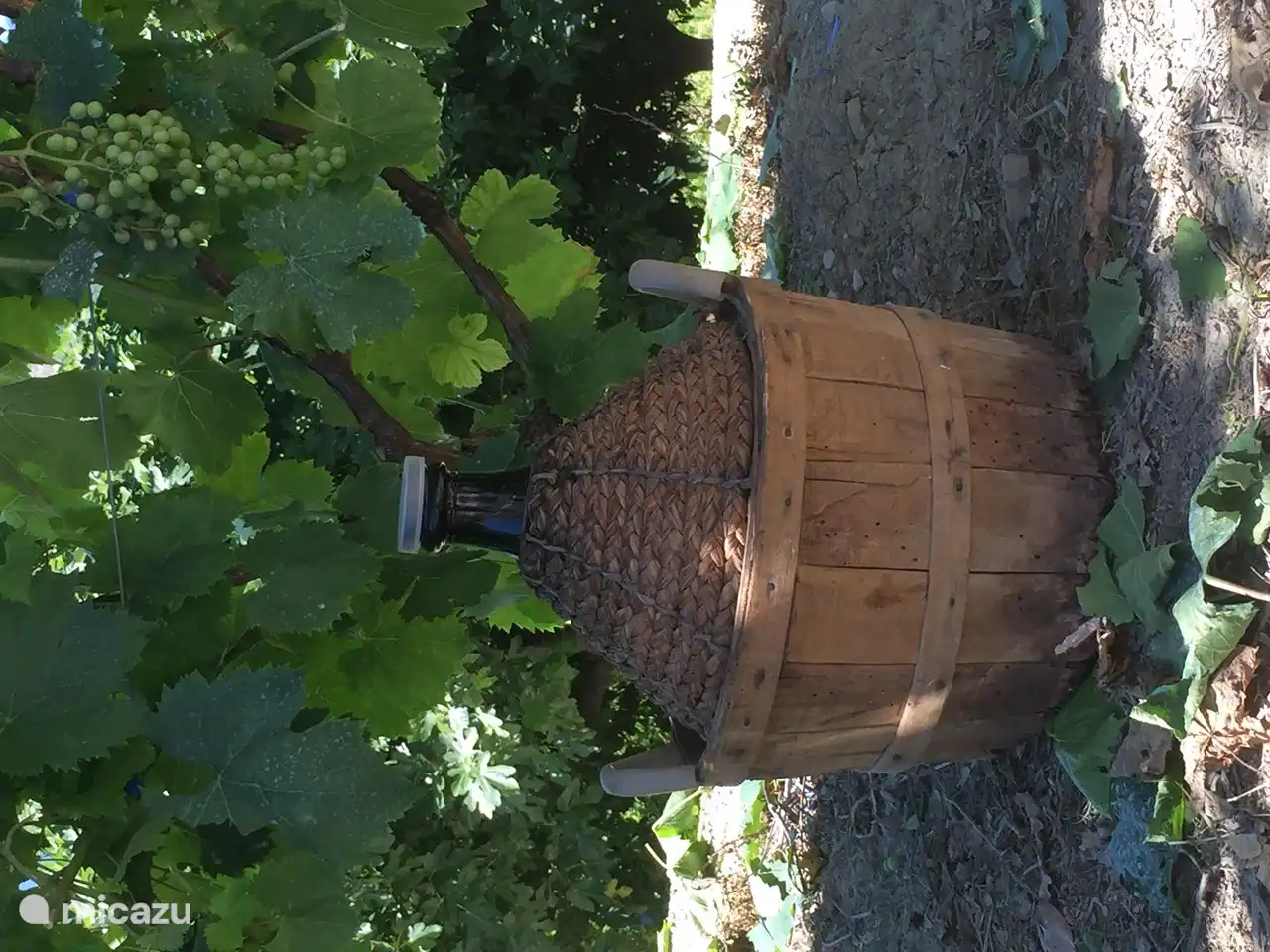 Raisins dans le jardin