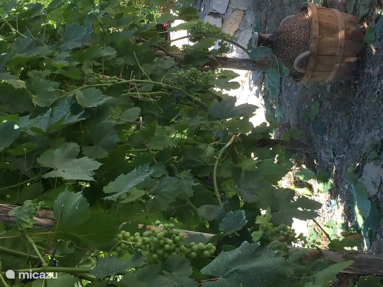 Raisins dans le jardin