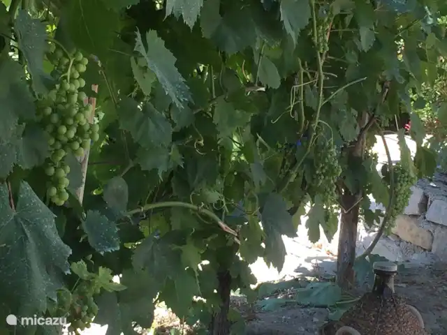 Casa delle Rose huren in Italië, Abruzzen, Cermignano - vakantiehuis Druiven in de tuin