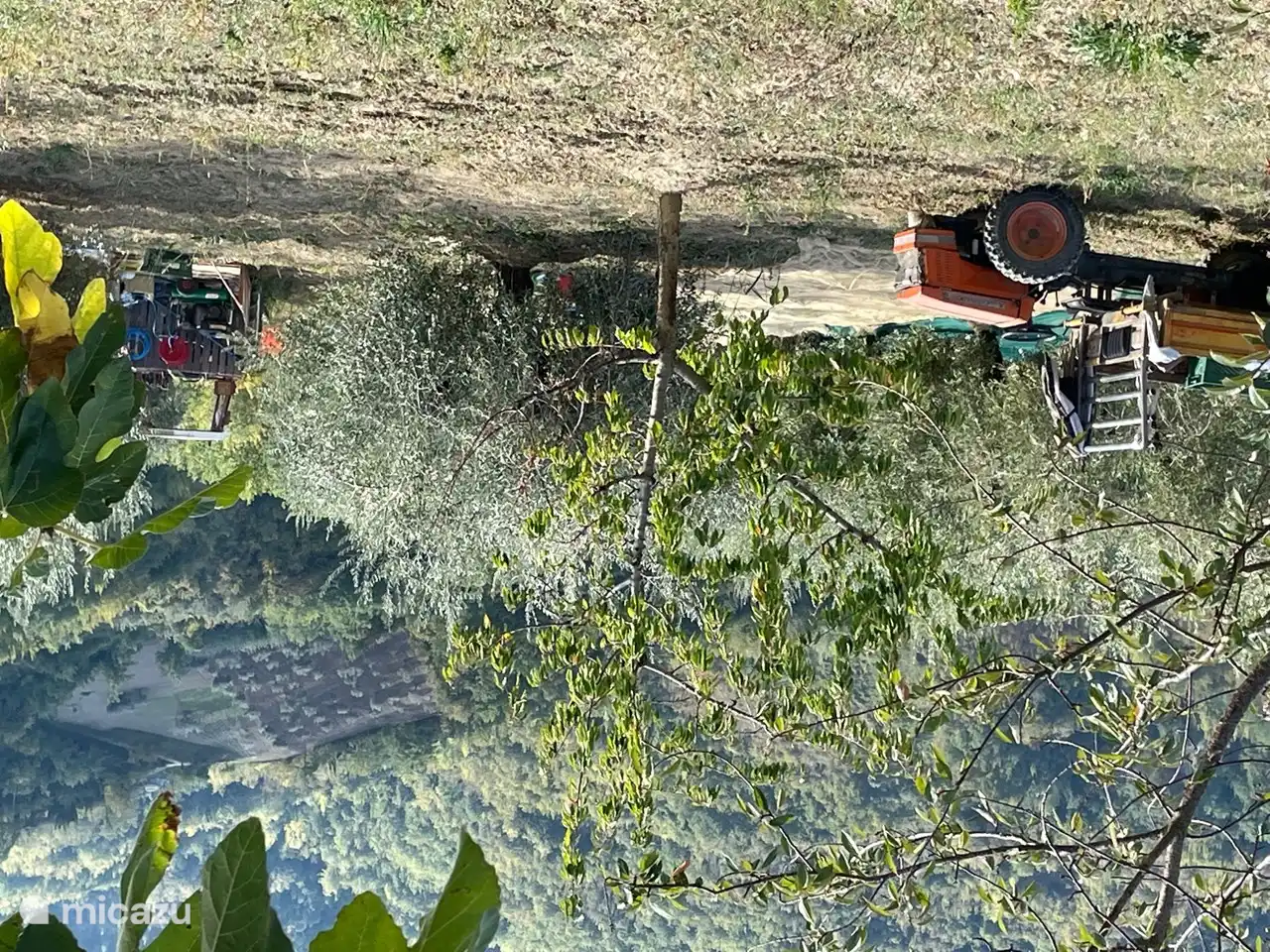 Récolte des olives en octobre