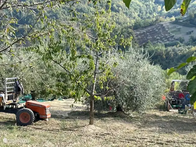 Casa delle Rose huren in Italië, Abruzzen, Cermignano - vakantiehuis Oogst van de Olijven in Oktober