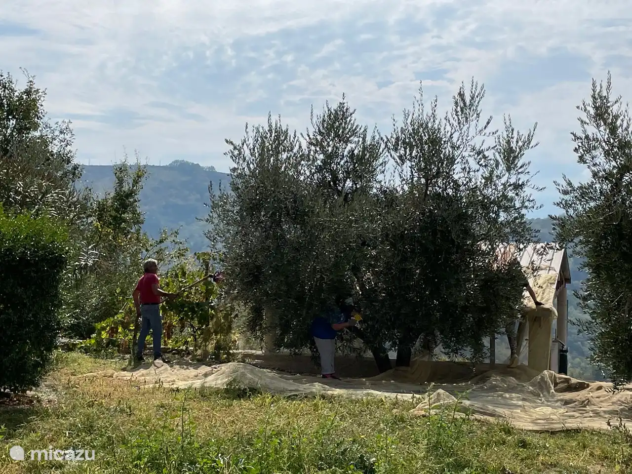 Récolte des olives en octobre