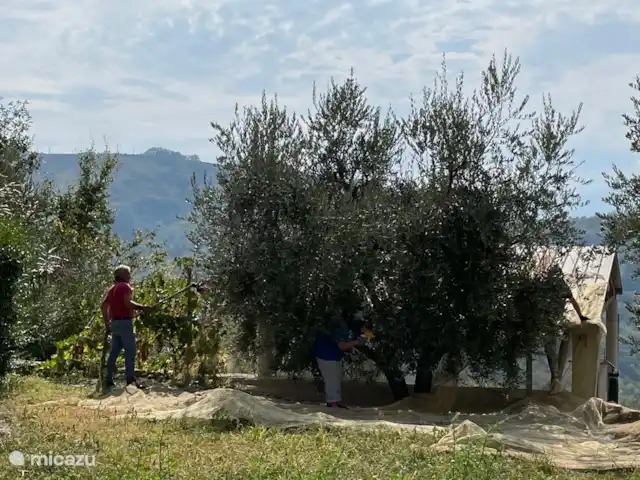 Casa delle Rose huren in Italië, Abruzzen, Cermignano - vakantiehuis Oogst van de Olijven in Oktober