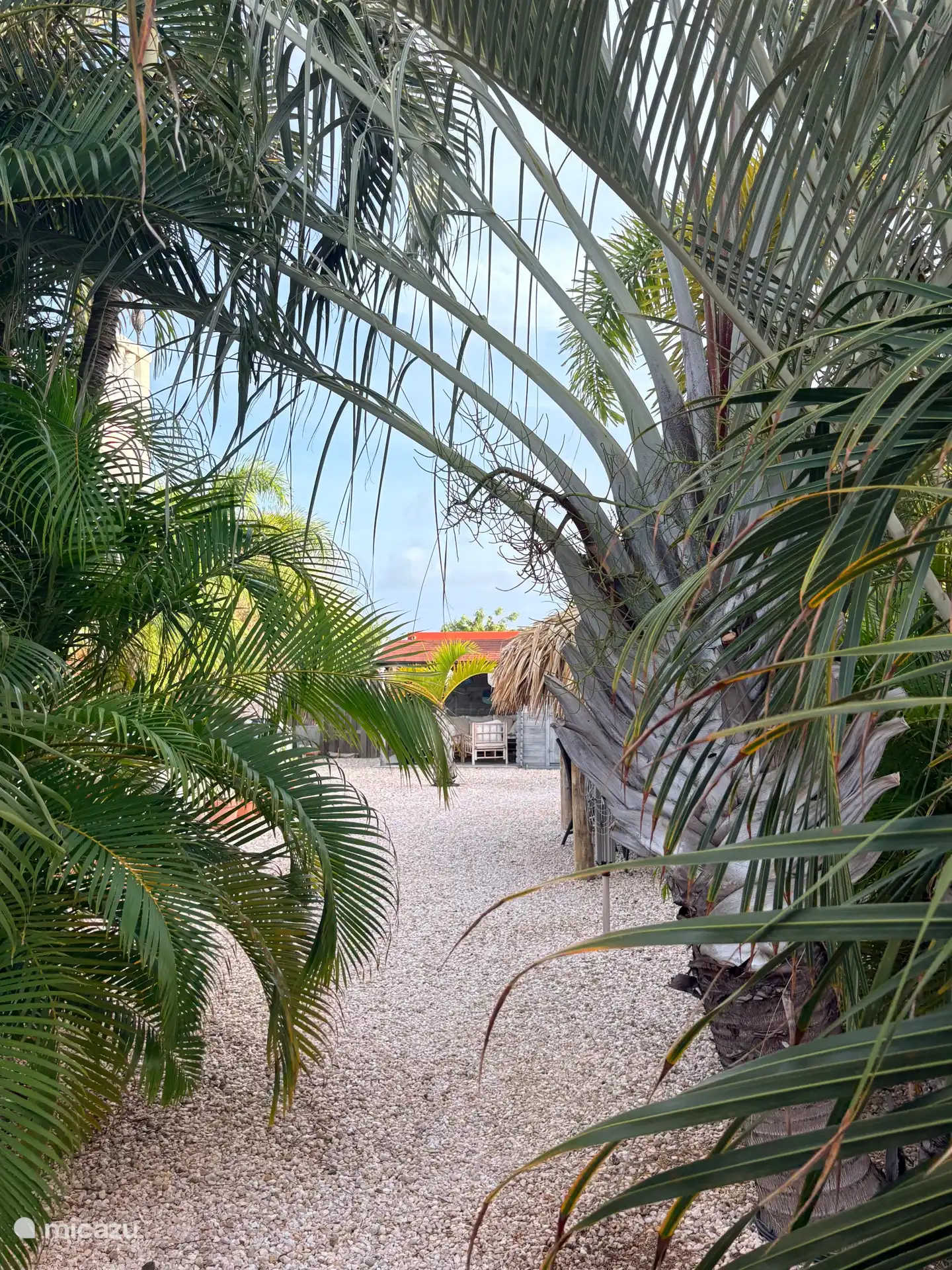 Jardín trasero transparente