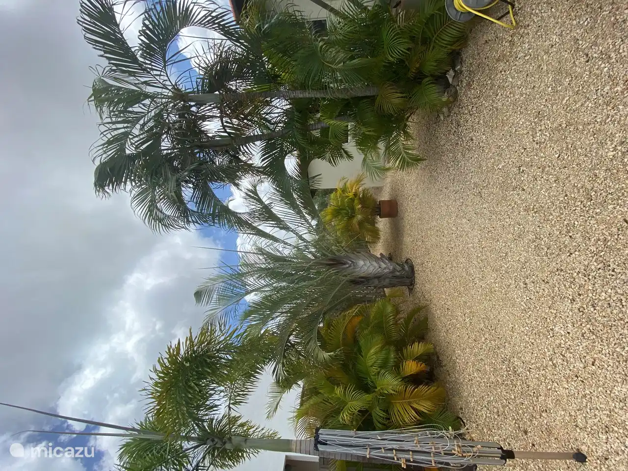 Part of the exotic garden with palms and rock beds