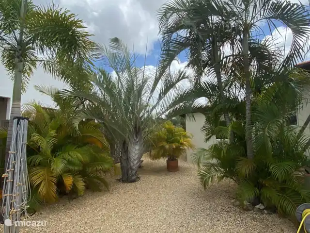 Domaine du Mile Bleu | Bonaire, Bonaire, Santa Barbara - maison de vacances Partie du jardin exotique avec palmiers et lits de roche
