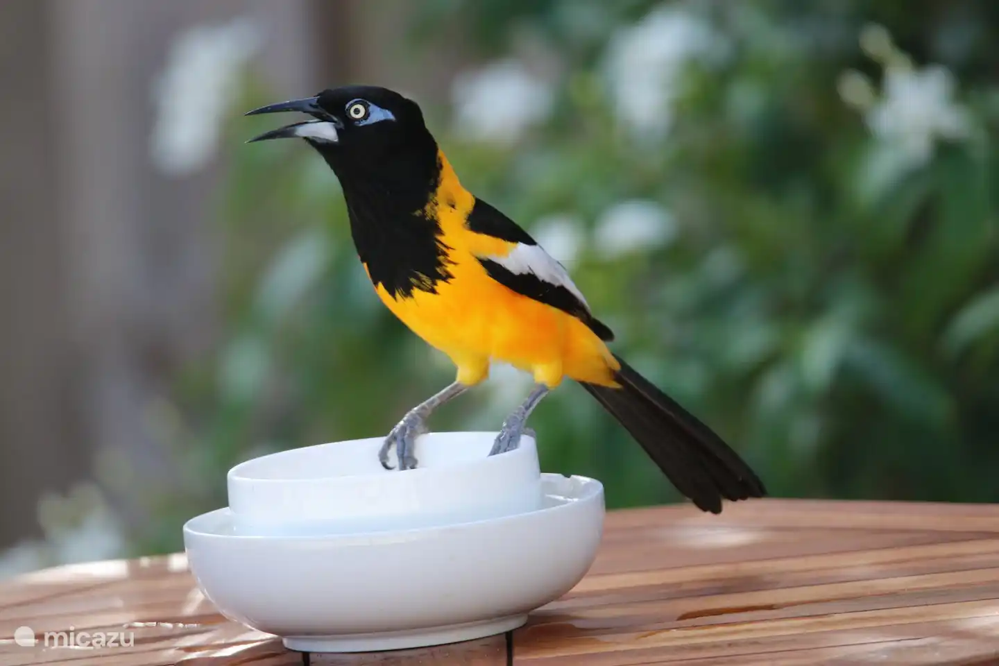 Bird paradise in the garden of Blue Miles estate ; the Troupial