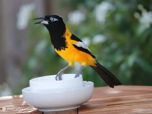 Domaine du Mile Bleu | Bonaire, Bonaire, Santa Barbara - maison de vacances Paradis des oiseaux dans le jardin du domaine Blue Miles ; le tropique