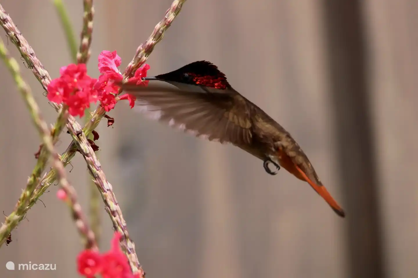 The hummingbird in the hummingbird bushes