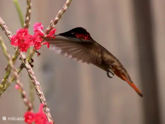 Domaine du Mile Bleu | Bonaire, Bonaire, Santa Barbara - maison de vacances Le colibri dans les buissons de colibris