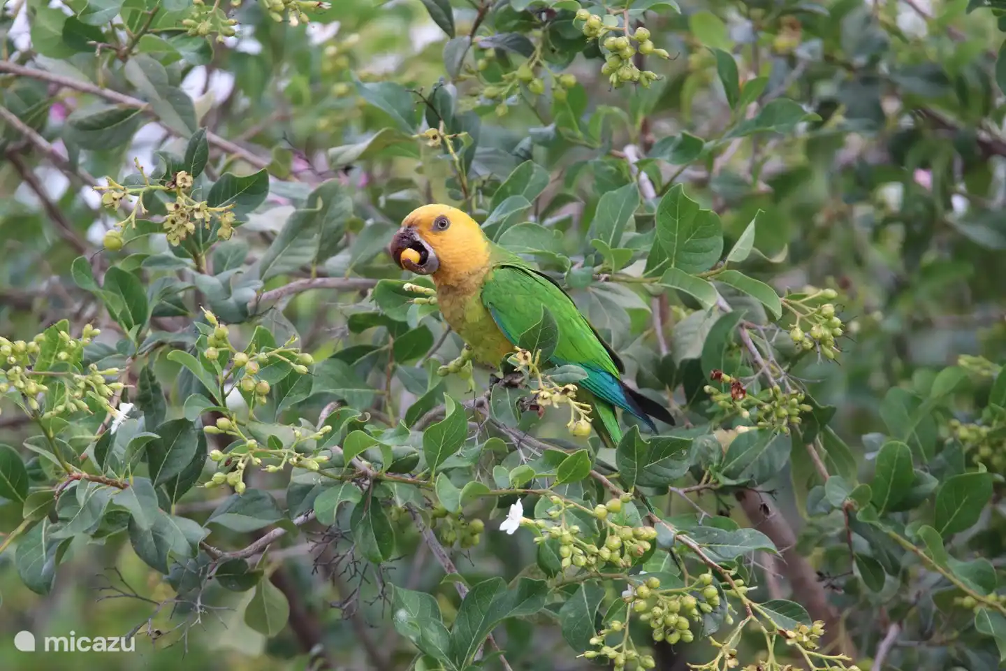 The parrot in the trees