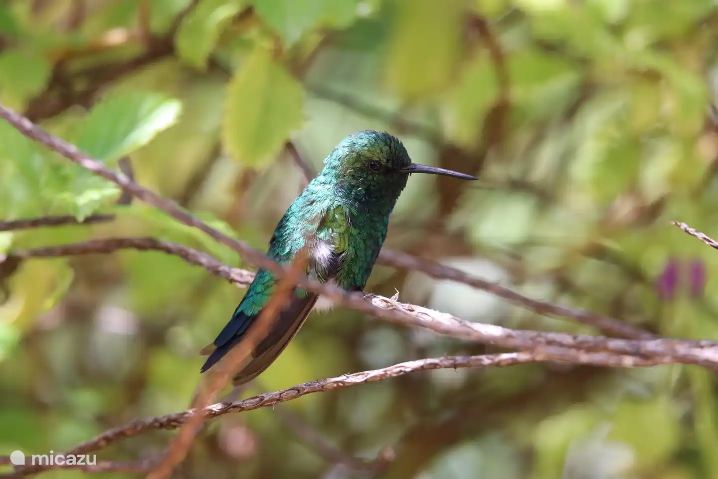 The green humming bird is also looking for the hummingbird bushes