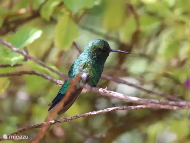 Domaine du Mile Bleu | Bonaire, Bonaire, Santa Barbara - maison de vacances Le colibri vert visite aussi les buissons de colibris