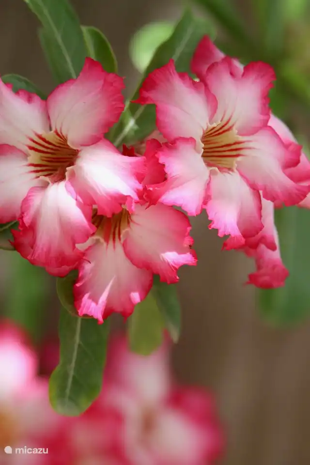 Plants in the garden in bloom all year round