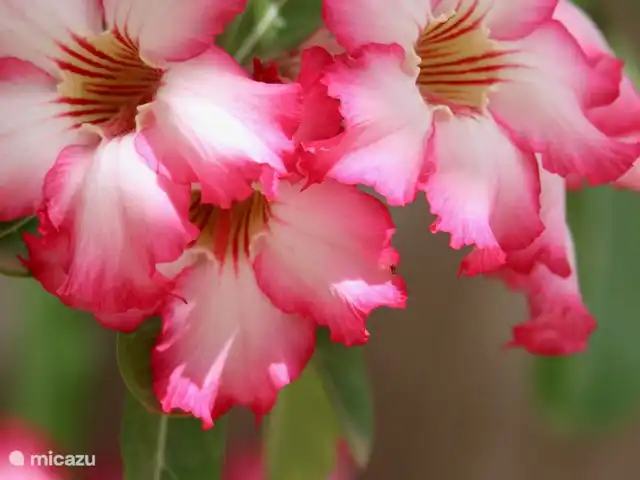 Domaine du Mile Bleu | Bonaire, Bonaire, Santa Barbara - maison de vacances Des plantes fleuries au jardin toute l'année