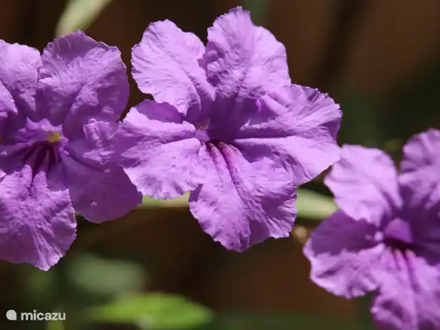 Domaine du Mile Bleu | Bonaire, Bonaire, Santa Barbara - maison de vacances Splendeur des fleurs