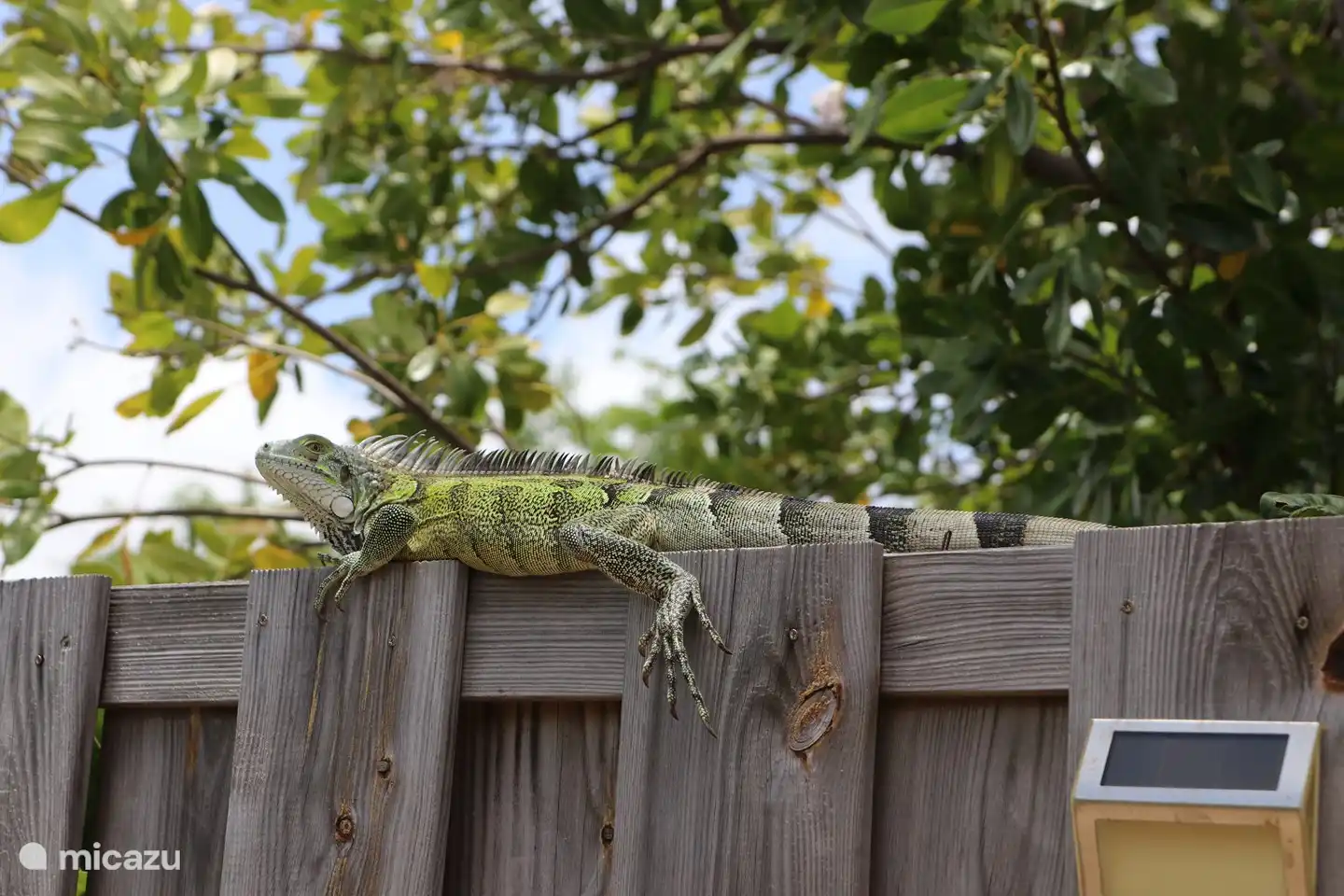 Iguana on the fence