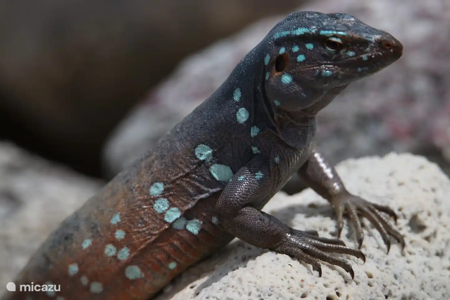 Iguanas, lizards and geckos in the garden