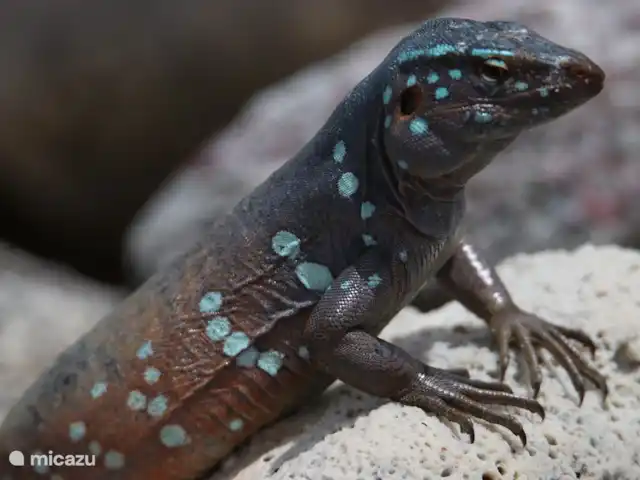 Domaine du Mile Bleu | Bonaire, Bonaire, Santa Barbara - maison de vacances Iguanes, lézards et geckos dans le jardin
