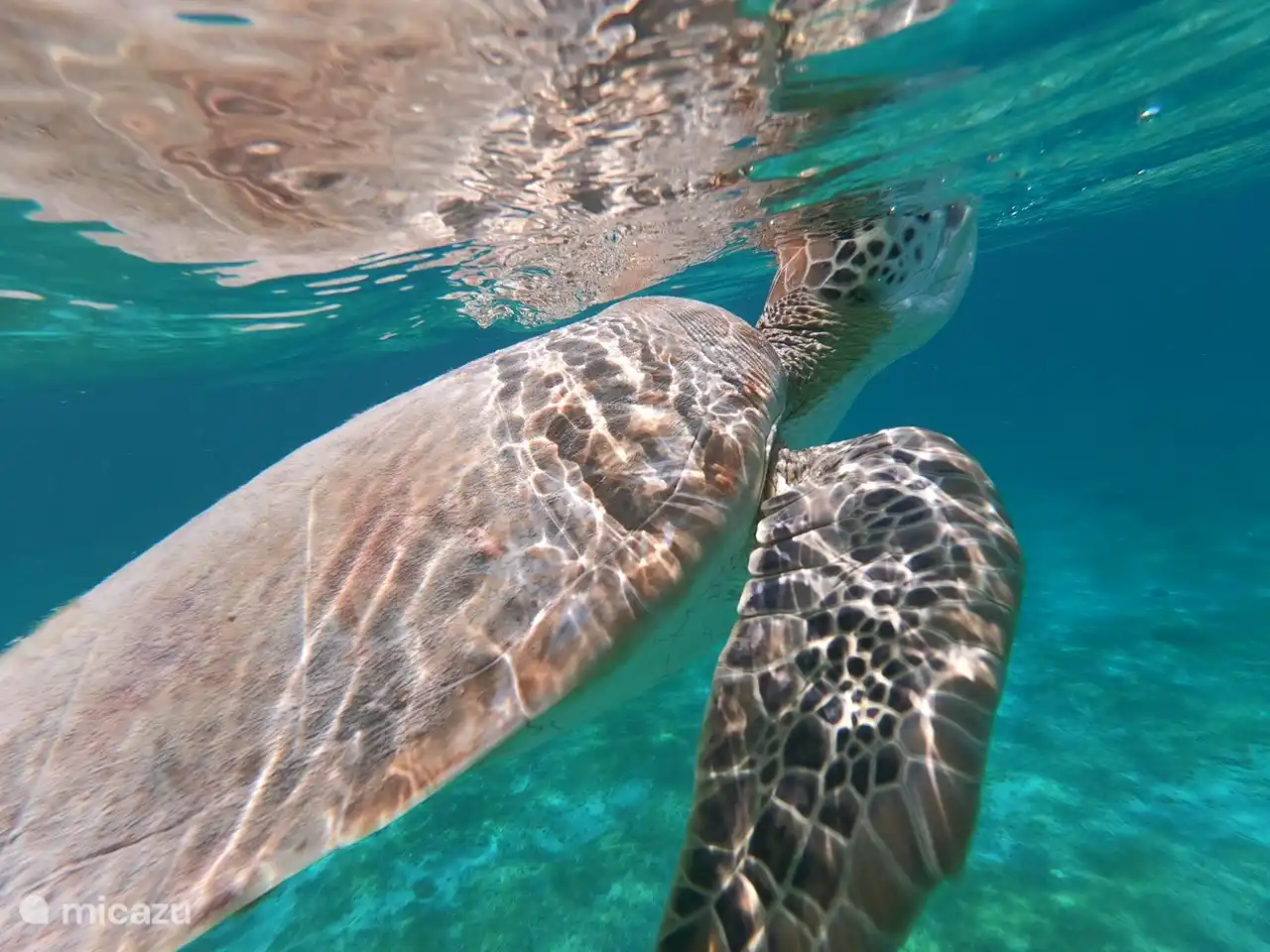 Bonaire the place to be for snorkeling and diving.