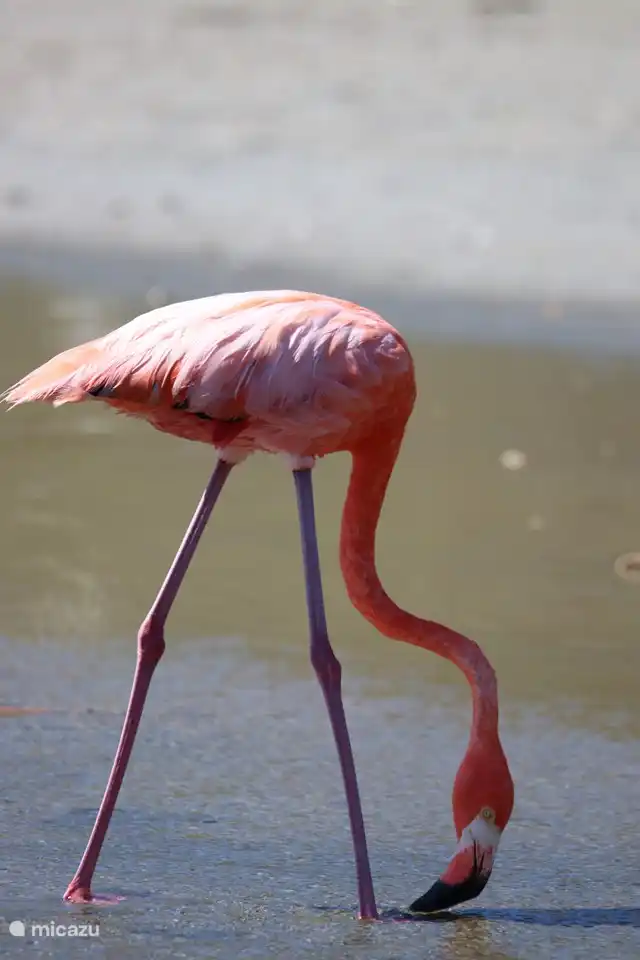 Bonaire ; Flamingo Island