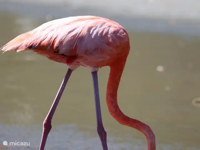 Domaine du Mile Bleu | Bonaire, Bonaire, Santa Barbara - maison de vacances Bonaire ; Île aux flamants roses
