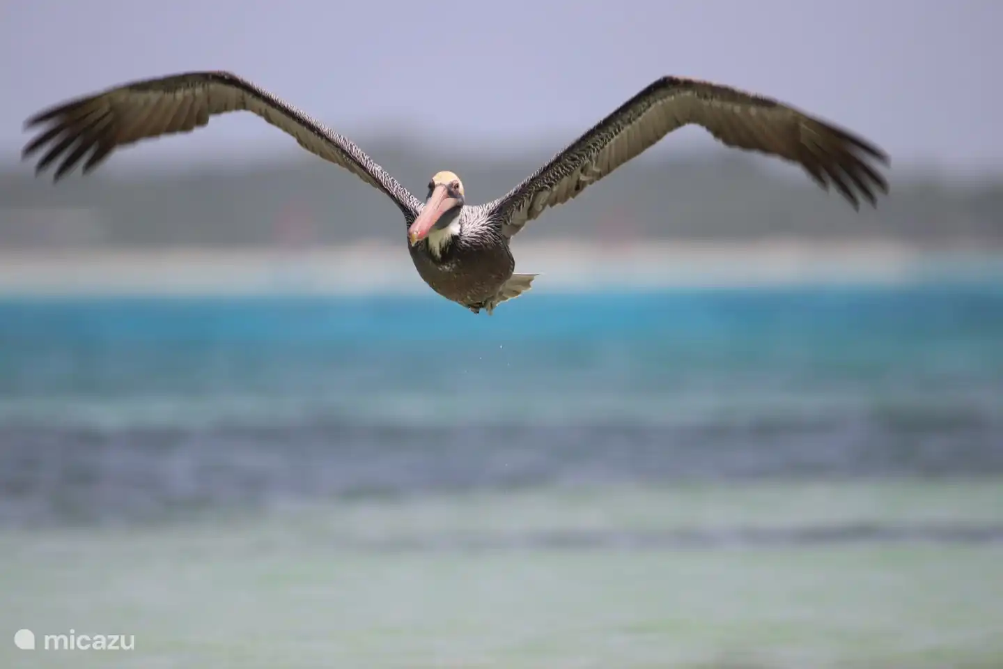 The brown pelican on Bonaire