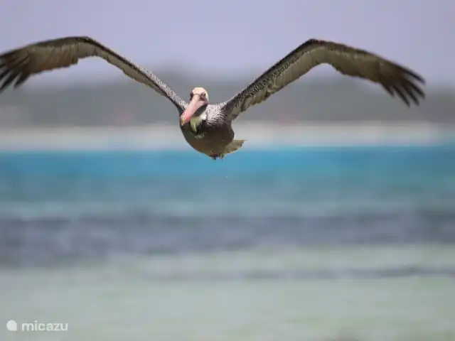 Domaine du Mile Bleu | Bonaire, Bonaire, Santa Barbara - maison de vacances Le pélican brun de Bonaire