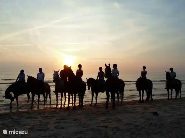 Perle de plage 41 | Pays-Bas, Hollande du Nord, Julianadorp aan Zee - bungalow Balade à cheval sur la plage