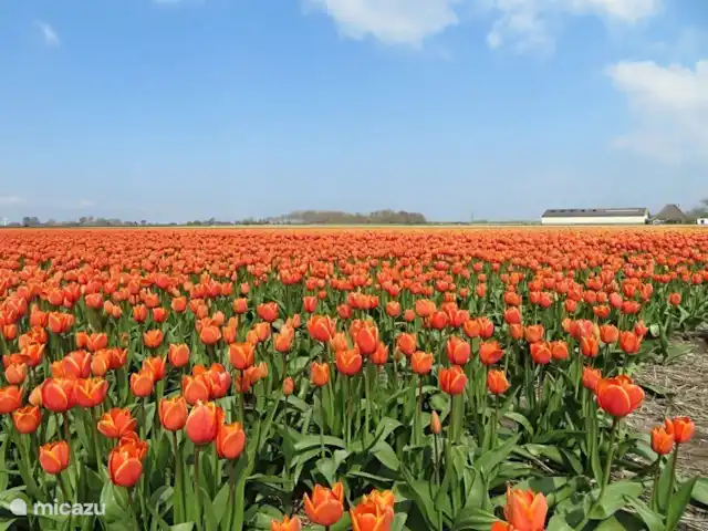 Perle de plage 41 | Pays-Bas, Hollande du Nord, Julianadorp aan Zee - bungalow Champs de tulipes Julianadorp