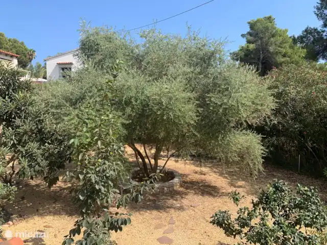 Casa Buena Vida | Espagne, Costa Blanca, Benissa - maison de vacances Beau jardin