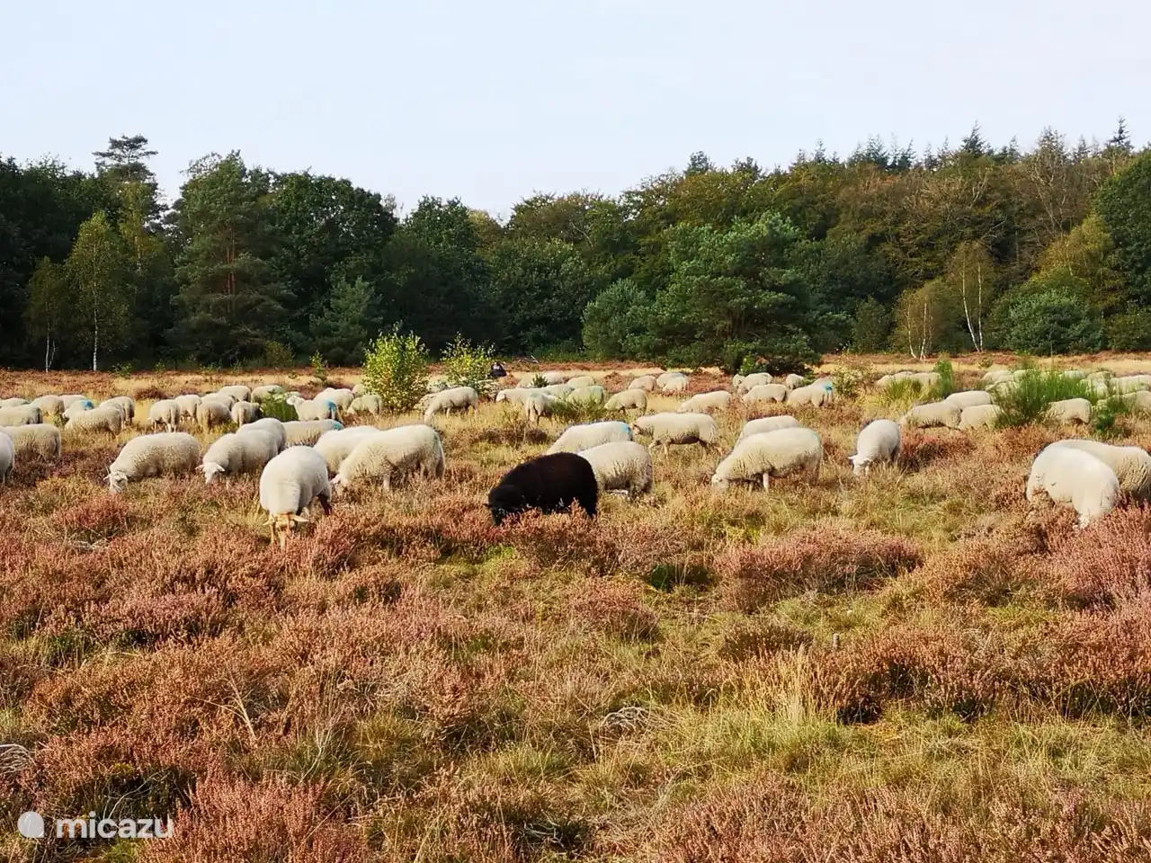 Schafherde auf der Puttenser Heide.