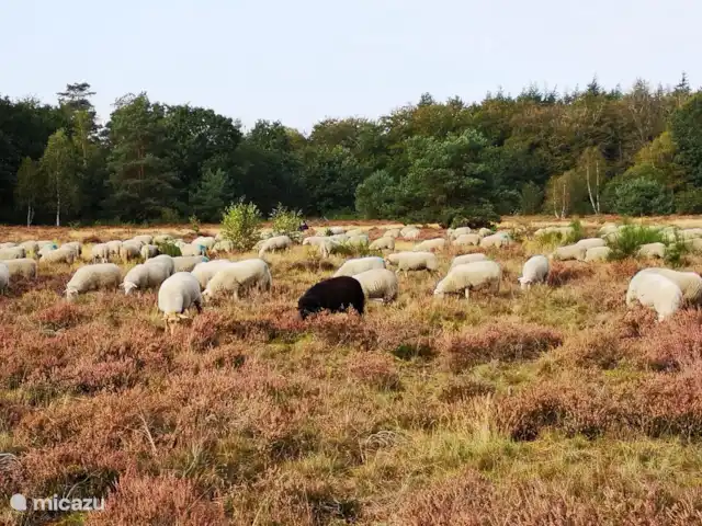 Frederiksoord 8 | Pays-Bas, Gueldre, Wells - bungalow Troupeau de moutons sur la lande de Putten.
