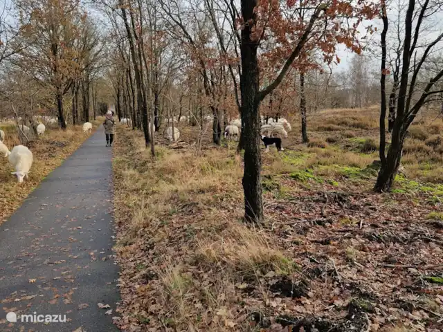 Frederiksoord 8 | Pays-Bas, Gueldre, Wells - bungalow Lors d’une balade à vélo jusqu’à Staverden, nous sommes tombés sur un beau troupeau de moutons, un moment de bonheur inattendu.