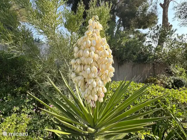 Casa Flores | Espagne, Costa Blanca, Jávea - finca Jardin fleuri