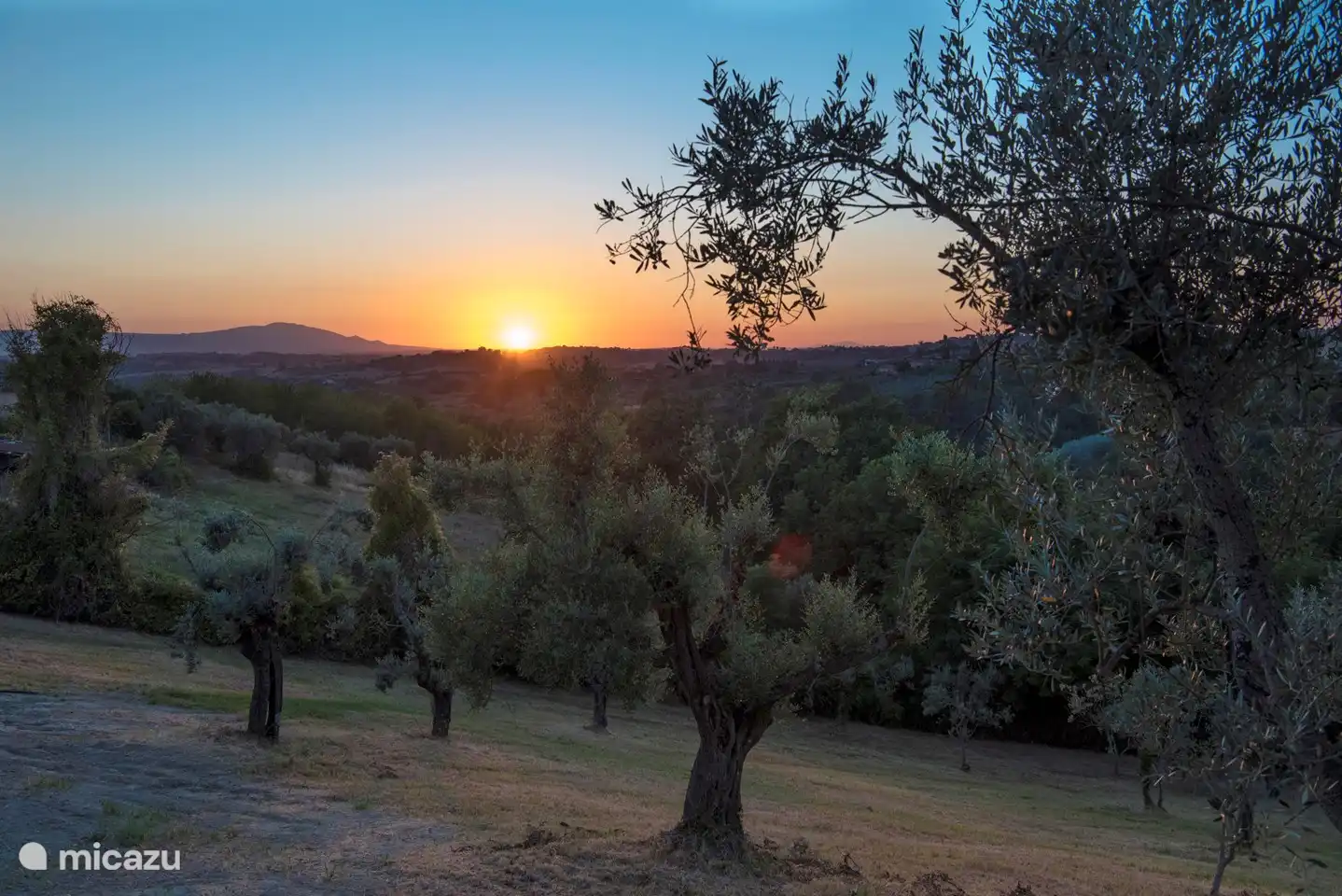 Olivar con puesta de sol