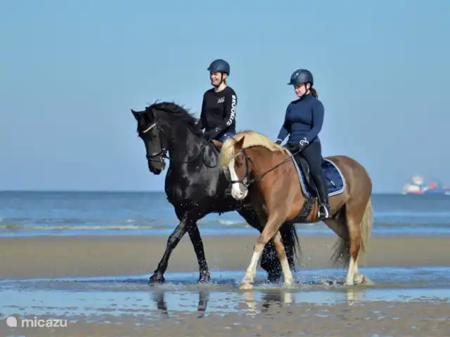 Étoile de mer 325 | Pays-Bas, Hollande du Nord, Julianadorp aan Zee - bungalow Promenades sur la plage sous le beau soleil du soir, sur la belle plage de Julianadorp aan Zee.
