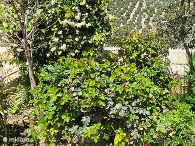 Casa Carmen huren in Spanje, Andalusië, Montefrio - finca tuintje